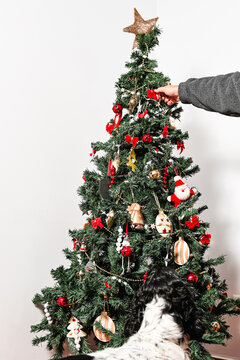 A Coker Spaniel next to a Christmas tree
