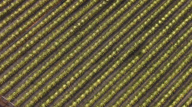 Aerial view of a symmetrical pattern of crops planted in parallel rows, creating a textured landscape, Mengla, China.
