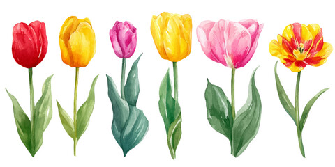 Watercolor vibrant red, yellow, and pink spring tulips flower collection