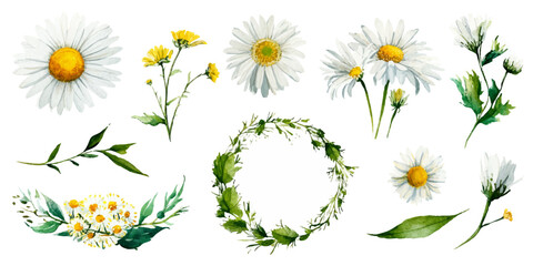 Hand painted watercolor daisy flower and green leaf collection for design.