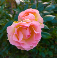pink rose in garden,  autumn flowers beautiful 