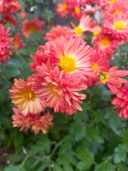 pink chrysanthemum flowers in autumn 