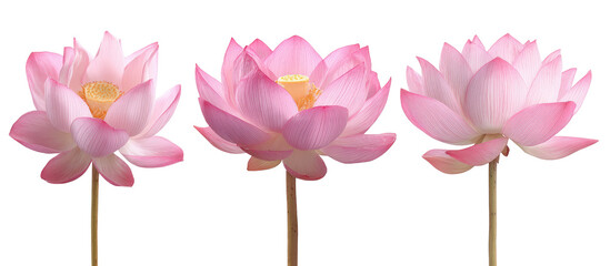 Three delicate pink lotus blossoms