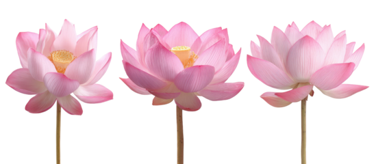 Three delicate pink lotus blossoms