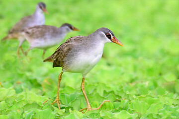 beautiful birds with white belly to grey head  walking on floating plants, White-browed Crake; Poliolimnas cinereus