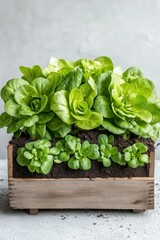 Fresh green lettuce plants growing in a rustic wooden planter box on a light gray surface, representing urban farming and sustainable food production.
