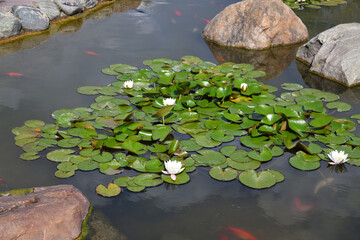 Garden pond with ornamental domesticated fish