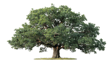 A majestic, mature tree, isolated on a black background, with lush green foliage