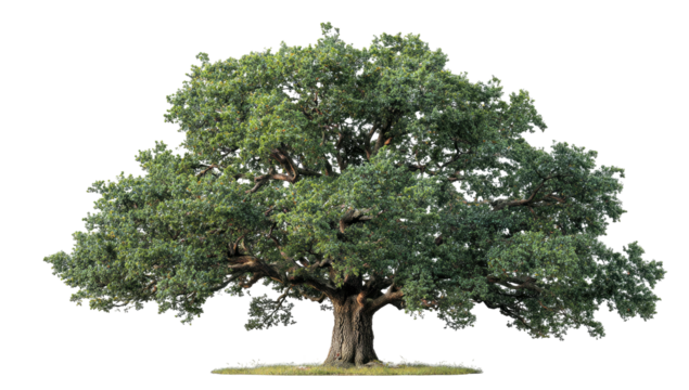 A majestic, mature tree, isolated on a black background, with lush green foliage