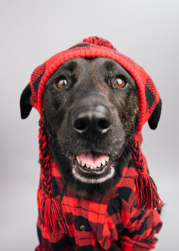 Portrait of a brindle mixed breed labrador dog wearing a festive christmas tartan shirt and hat