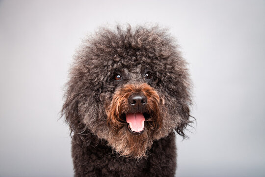 Close-up of a fluffy brown Whoodle dog sitting in front of a grey background with an open mouth