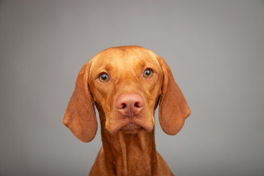 Portrait of a curious young golden rust Vizsla standing in front of a grey background