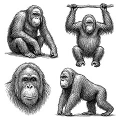 Orangutan portraits and poses in expressive pen sketch style, Transparent Background © FriskySloths