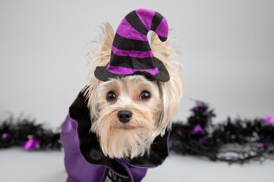 Miniature tan and silver Yorkie dog dressed as a witch for Halloween