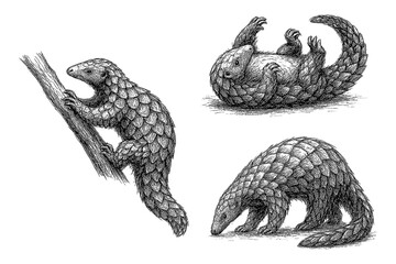Pangolin standing, walking, feeding and curled with baby in detailed vintage hand drawn sketch engraving style, Transparent Background