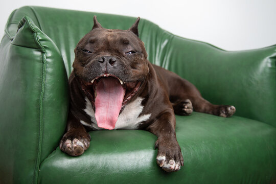 Close-up portrait of a Miniature pit bull with cropped ears sitting on a green leather armchair yawning