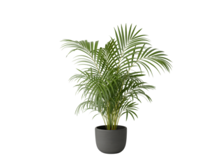 A healthy green areca palm plant in a dark grey pot, isolated on transparent background