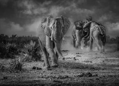 Close-up of an Elephant walking past two other elephants fighting in the background, Kruger National Park, South Africa