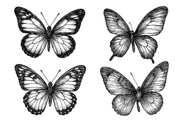 Butterfly set in detailed pen sketch style, Transparent Background