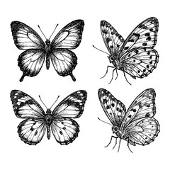 Butterfly set in detailed pen sketch style, Transparent Background
