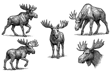 Moose sketches in realistic vintage engraving style with standing and resting poses, Transparent Background
