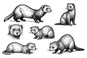Ferret sketches in detailed vintage engraving style with standing and walking poses, Transparent Background