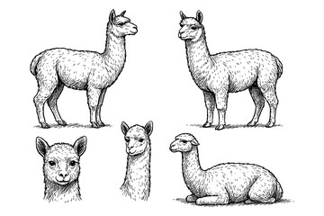 Obraz premium Alpaca sketches in realistic vintage engraving style with standing and sitting poses, Transparent Background