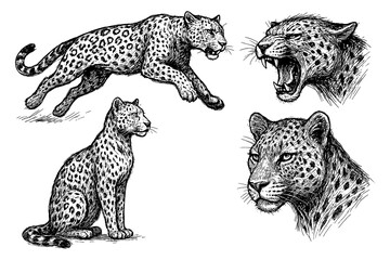 Leopard sketches in realistic vintage engraving style with dynamic and resting poses, Transparent Background