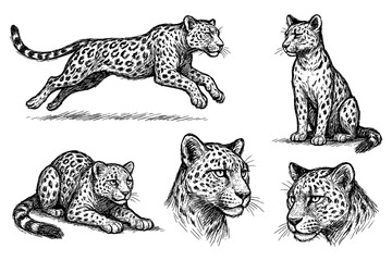 Leopard sketches in realistic vintage engraving style with dynamic and resting poses, Transparent Background