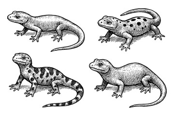Salamander poses in detailed pen sketch style, Transparent Background