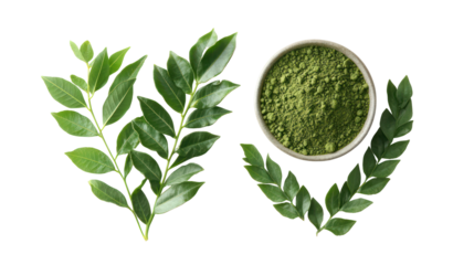 Fresh green curry leaves and powder isolated on transparent background