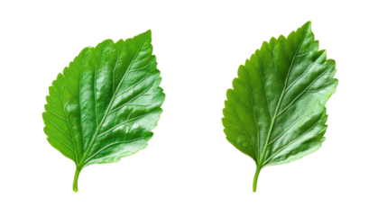 Two green jagged leaves isolated on transparent background