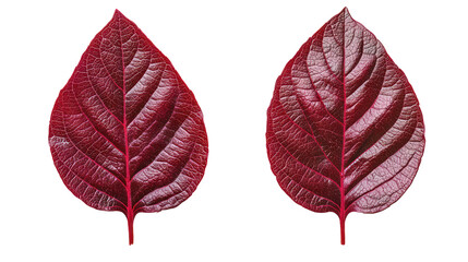 Two red leaves with detailed veins isolated on transparent background