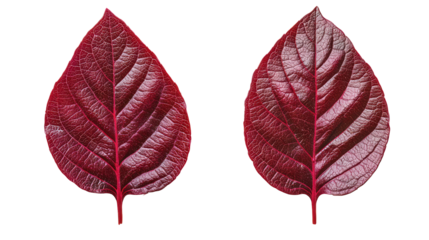 Two red leaves with detailed veins isolated on transparent background