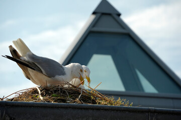 seagull building a nest on roof