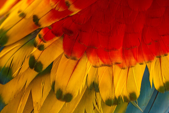 feathers detail of Colorful ara ara bird in Amazon rainforest