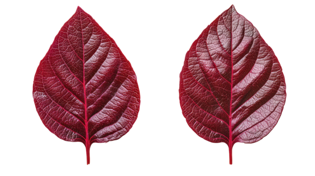 Two red leaves with detailed veins isolated on transparent background