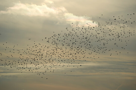 flock of birds flying in sylt island germany