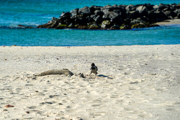 A baby dead seal in skagen in northern sea beach