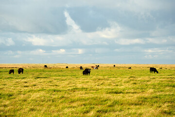 cows in sylt island germany landscape panorama on cloudy summer day