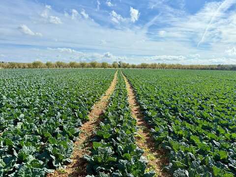 Path through a field of cabbages in autumn, Conversano, Puglia, Italy
