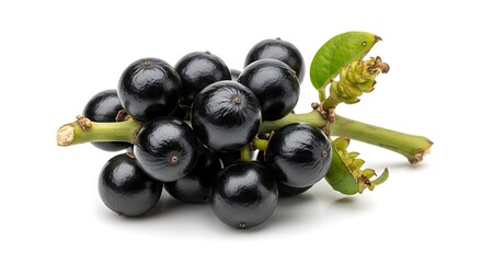 Fresh bunch of ripe black grapes on stem