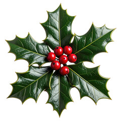 Vibrant green holly leaves with bright red berries close up.