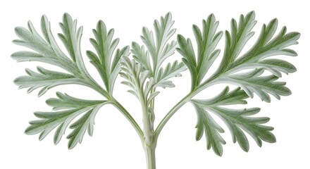 Detailed macro view of artemisia absinthium leaves