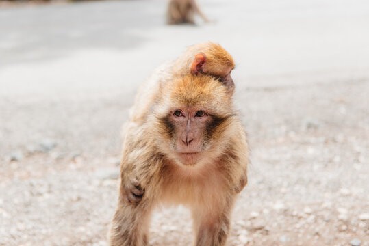 Close-up of a female Barbary macaque (Macaca sylvanus) standing by a road carrying her infant on her back, Morocco