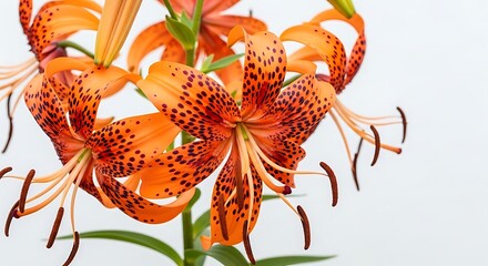 Close up of vibrant orange tiger lily flowers