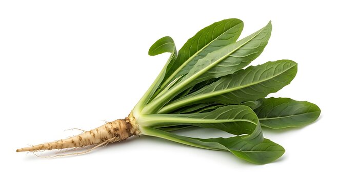 Fresh romaine lettuce with root on white background