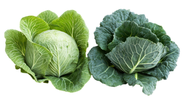 Two fresh cabbages one light green and one dark green isolated on transparent background