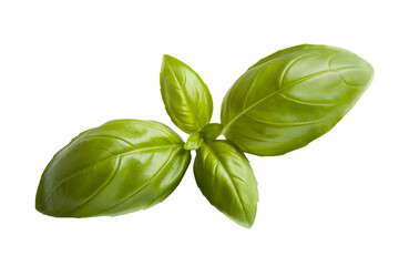 Fototapeta premium basil leaves showing details . Isolated on transparent background, png