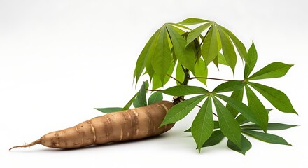 Fresh cassava root with green leaves isolated white background